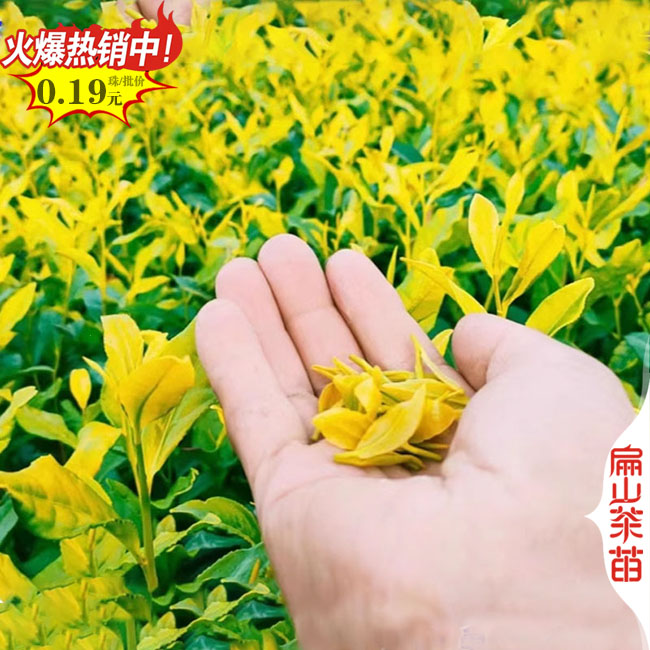 邵陽金花茶大杯苗批發(fā)