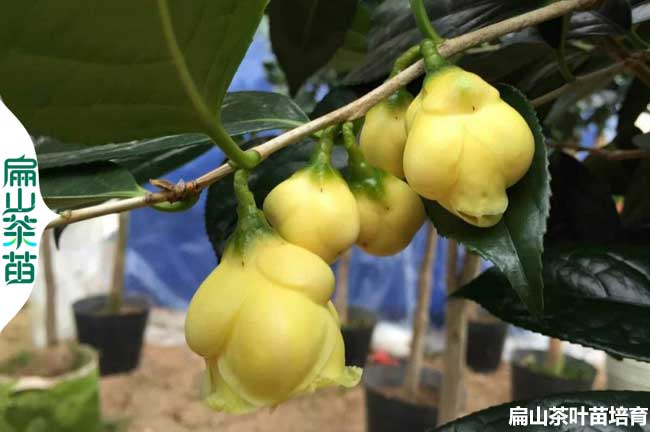 賣梧州廣西金花茶苗桂林培育基地 南寧油茶欽州岑溪批發(fā)4元
