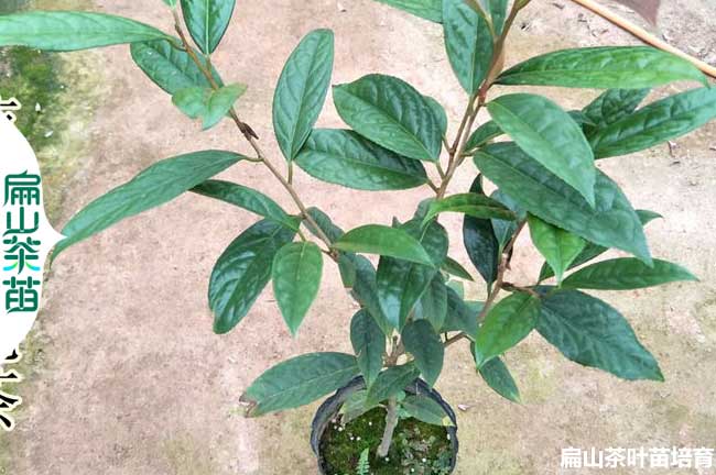遂寧金花茶小杯苗批發(fā)