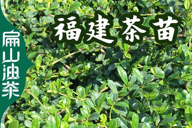 福建茶葉苗培育