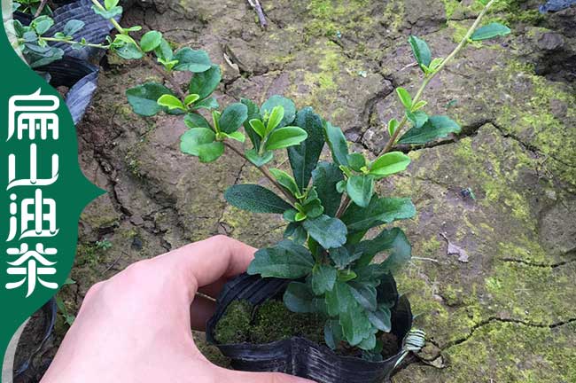 張家界茶葉小杯苗培育