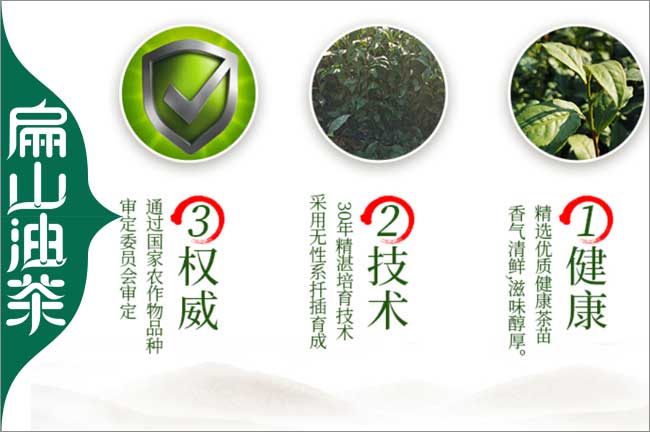衢州茶葉苗批發(fā)