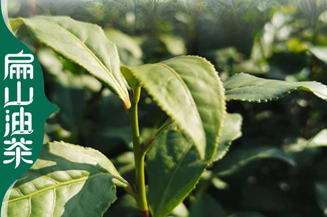 樓云茶葉小杯苗