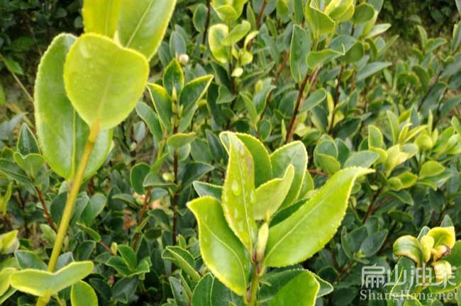 梧州軟枝油茶苗