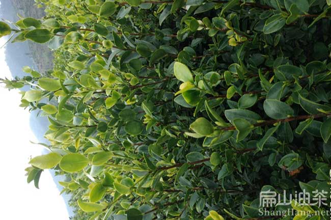 邵陽(yáng)紅花大果油茶苗