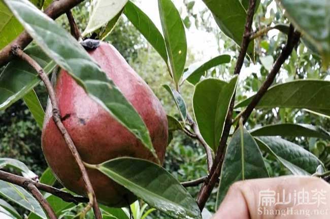岑溪大果油茶苗批發(fā)