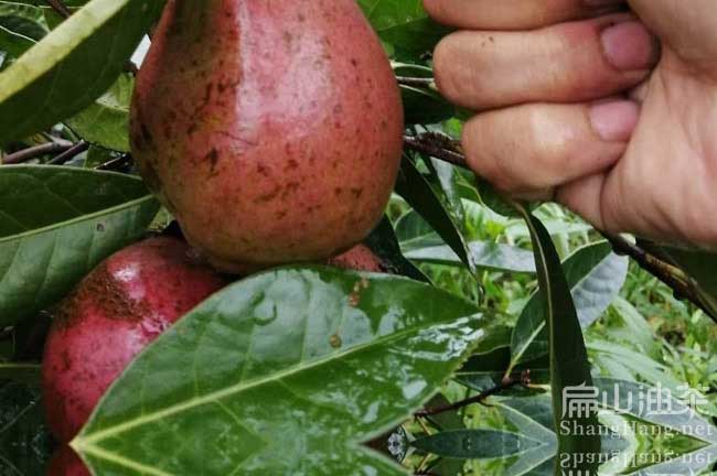 廣西大果茶籽回收