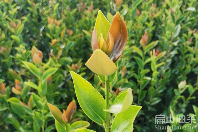 中國老茶籽樹基地