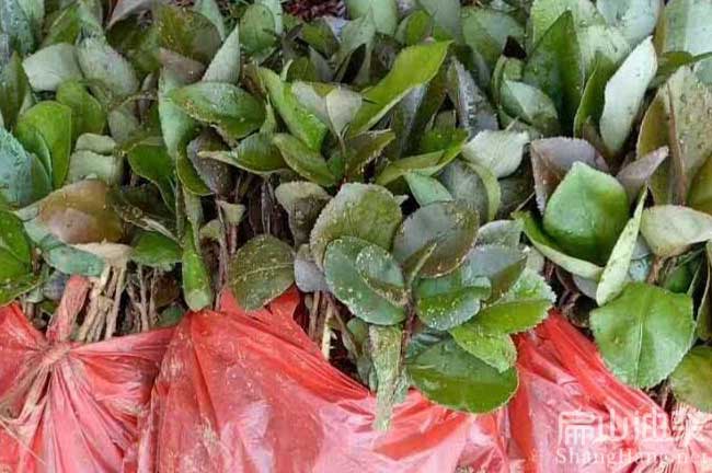 廣西軟枝油茶苗批發(fā)