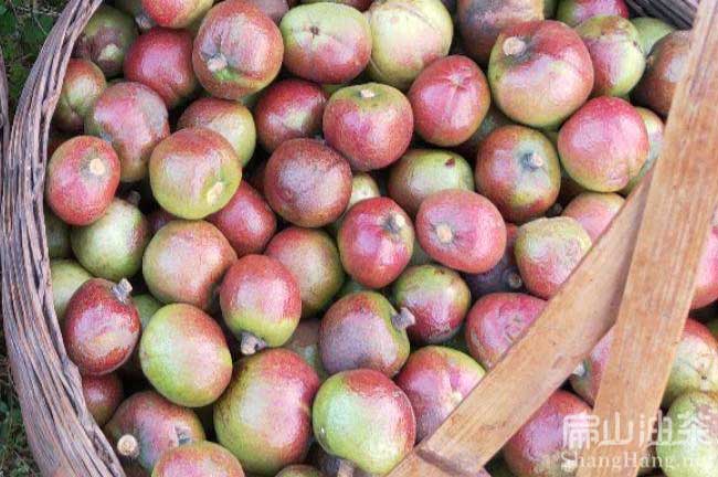 湖南新鮮茶果批發(fā)