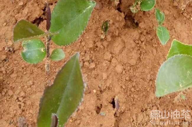 麗水嫁接茶籽樹苗