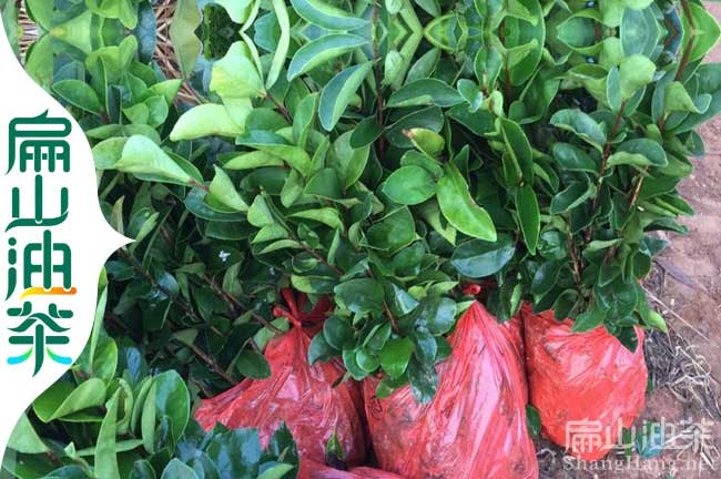 婁底大果油茶苗培育