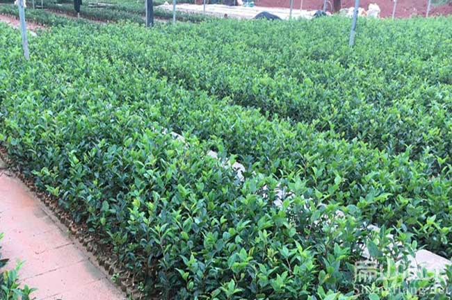 廣西油茶苗批發(fā)
