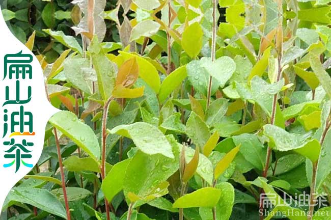 恭城軟枝油茶苗