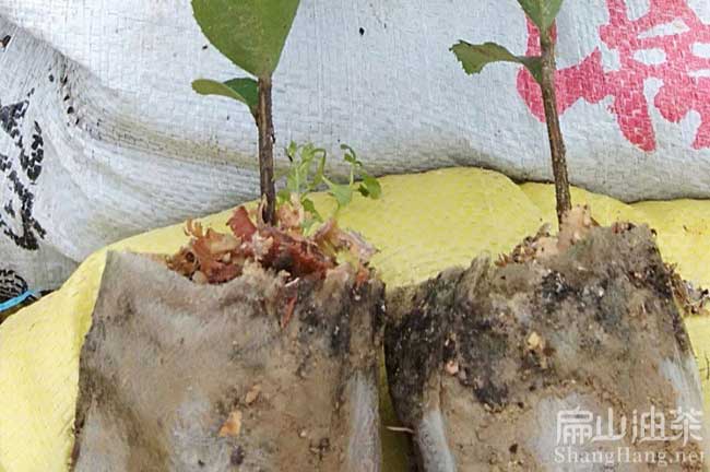 福州油茶杯苗 福州油茶杯苗