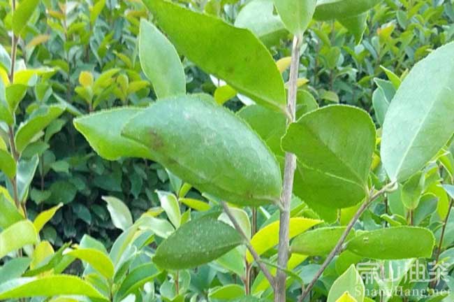 梧州軟枝油茶苗圃