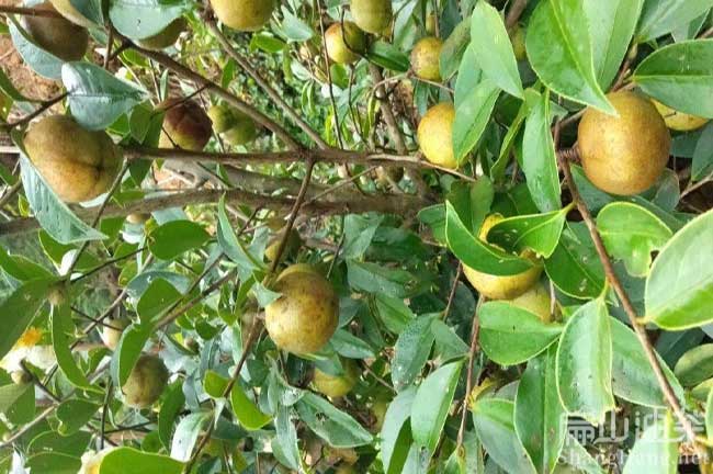 廣西軟枝油茶苗