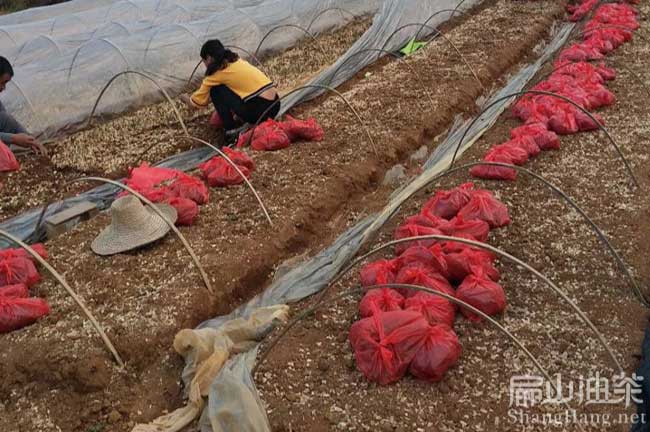 疊彩油茶培育
