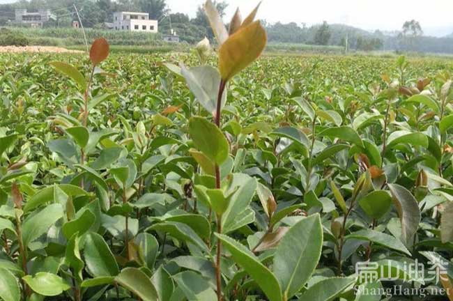 溫州茶樹苗批發(fā)