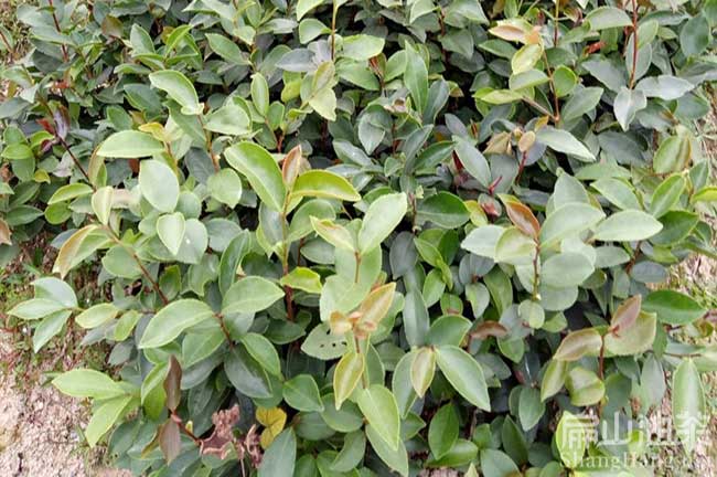 河池軟枝油茶苗 