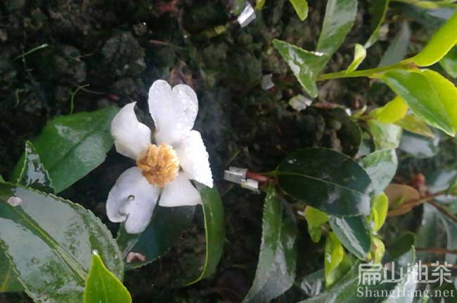 閩優(yōu)油茶苗批發(fā)