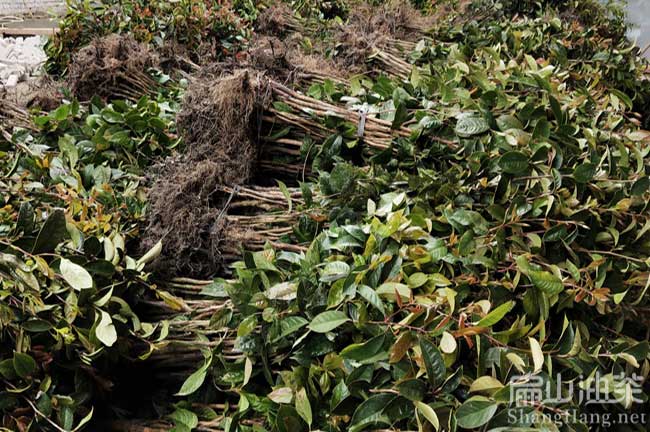 福州大果油茶苗