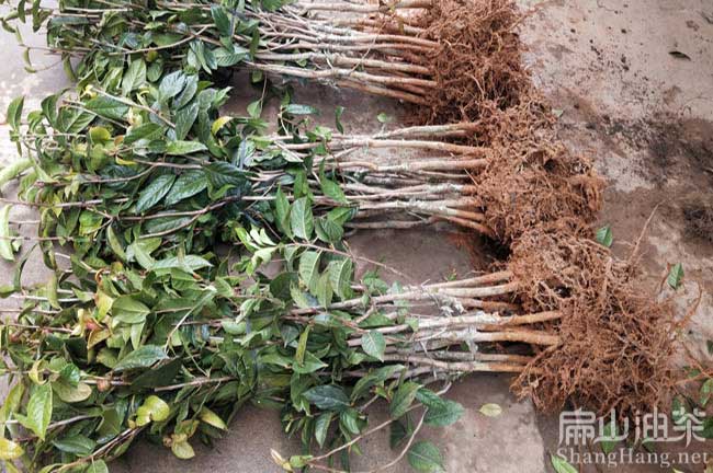 梧州大果紅花茶樹(shù)苗