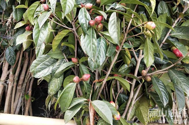 廣西大紅花油茶樹