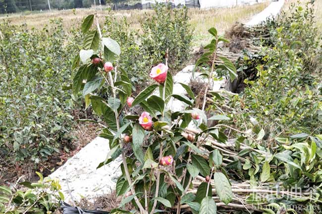 廣西純正大果紅花油茶苗
