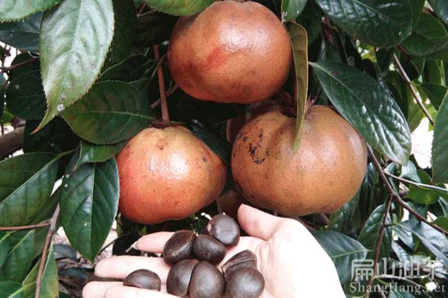 廣西大果茶頭樹苗