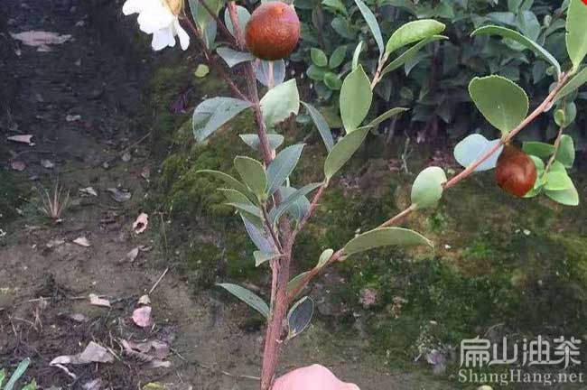 廣州茶樹苗批發(fā)