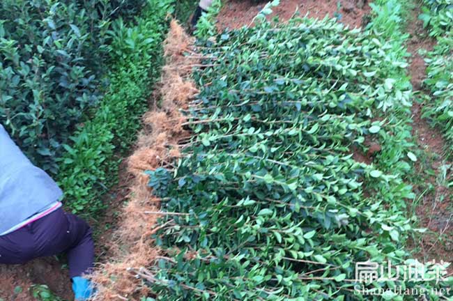 元善鎮(zhèn)油茶苗批發(fā)