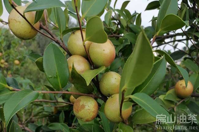 中國(guó)茶籽回收