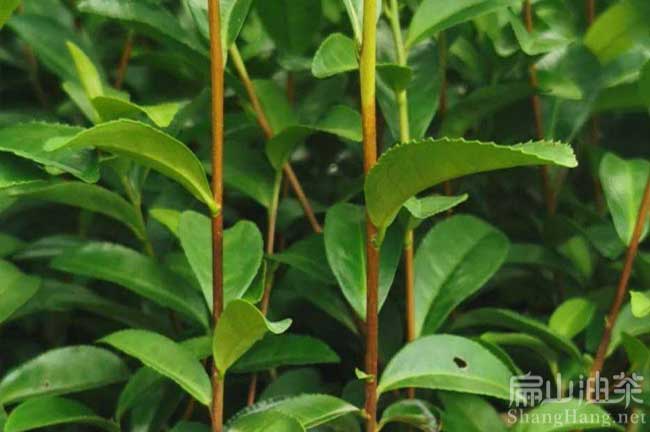 株洲紅花油茶樹(shù)苗