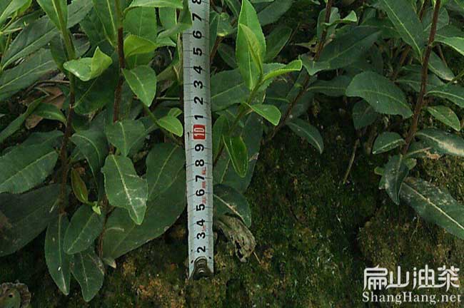 柳州油茶苗培育