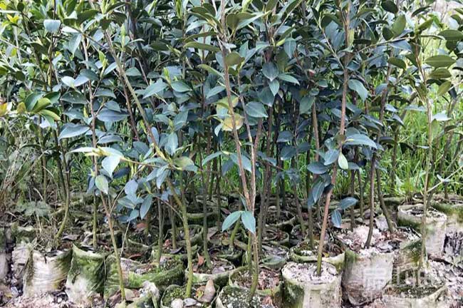 廣西大果油茶基地