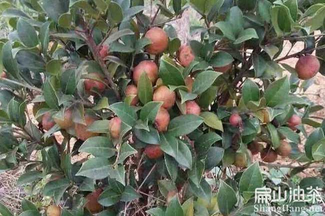 河南茶樹(shù)種植