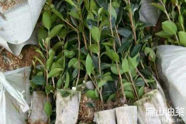 株洲油茶杯苗批發(fā)