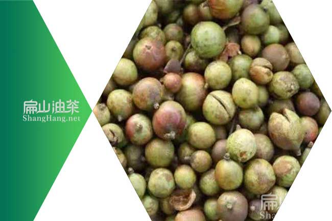 中國(guó)茶籽加工