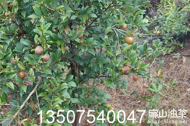 廣西茶籽回收 廣西茶籽回收