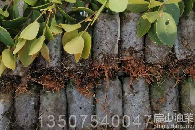 湘林69號(hào)