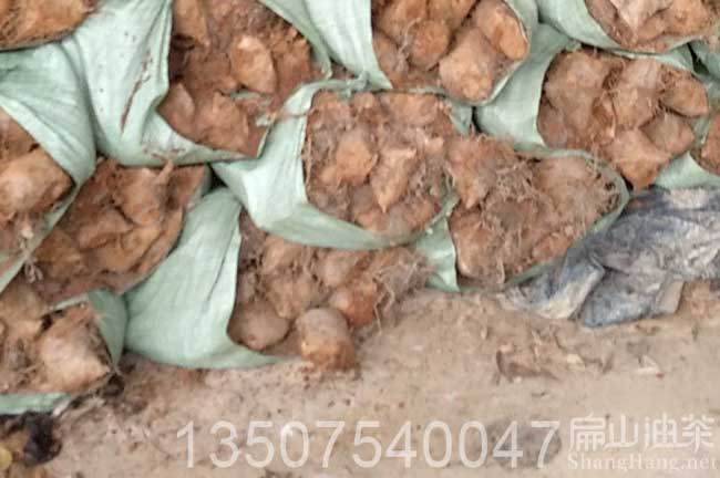 油茶容器苗