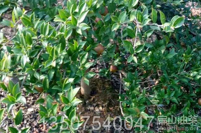 油茶修剪