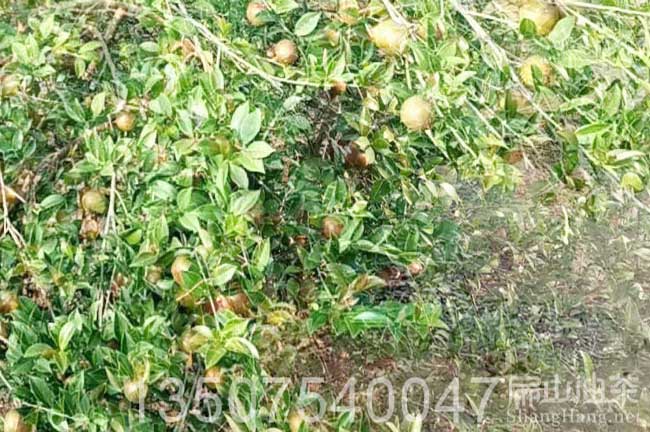 桂林油茶樹批發(fā)