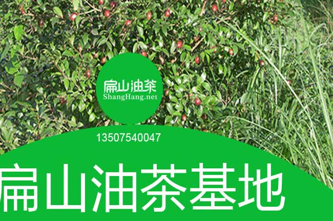新羅龍巖油茶基地