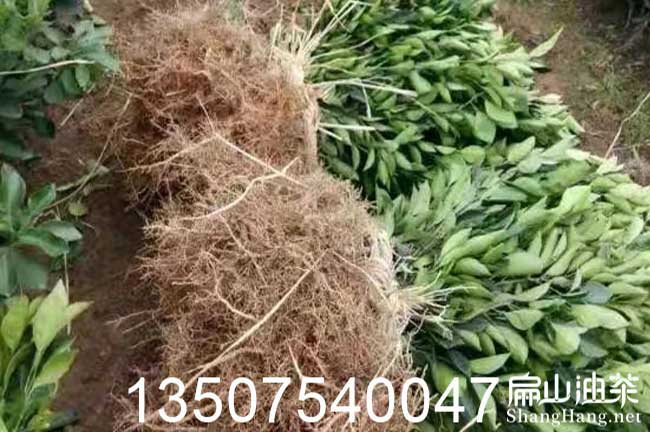 貴港油茶苗批發(fā) 貴港油茶苗批發(fā)