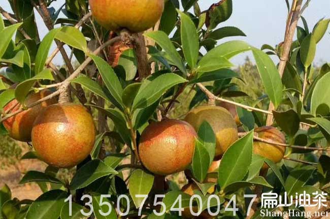 廣西大果油茶樹 廣西大果油茶樹