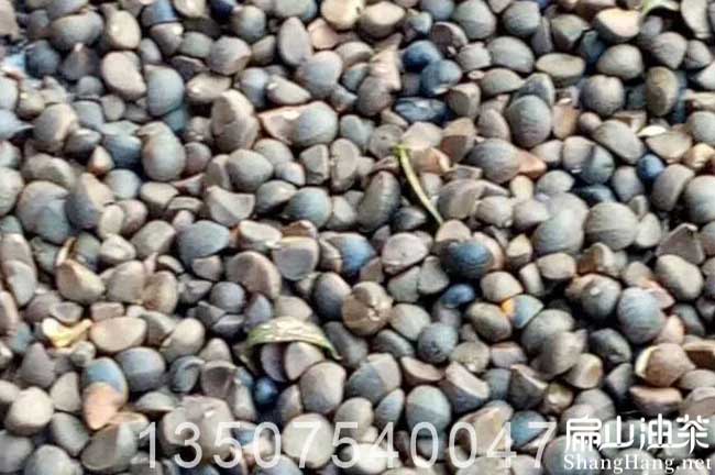 南寧茶籽回收 南寧茶籽回收