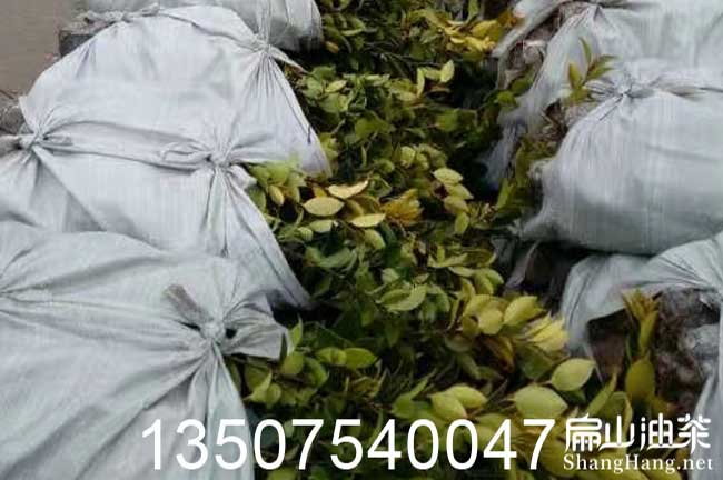 柳州油茶苗批發(fā) 柳州油茶苗批發(fā)