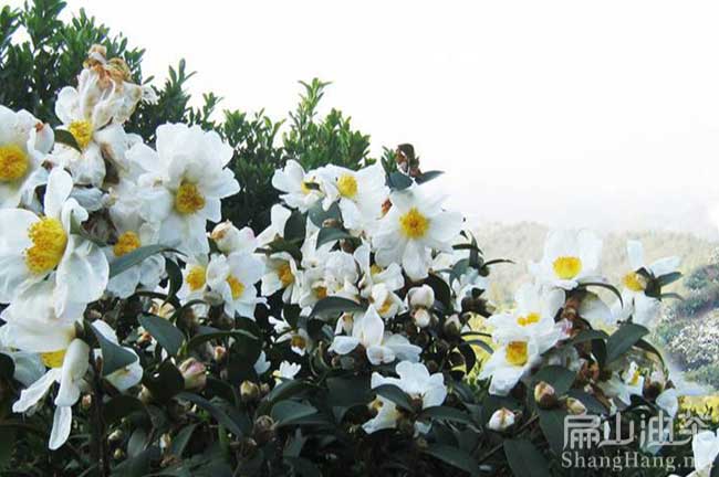 廣西白花油茶苗